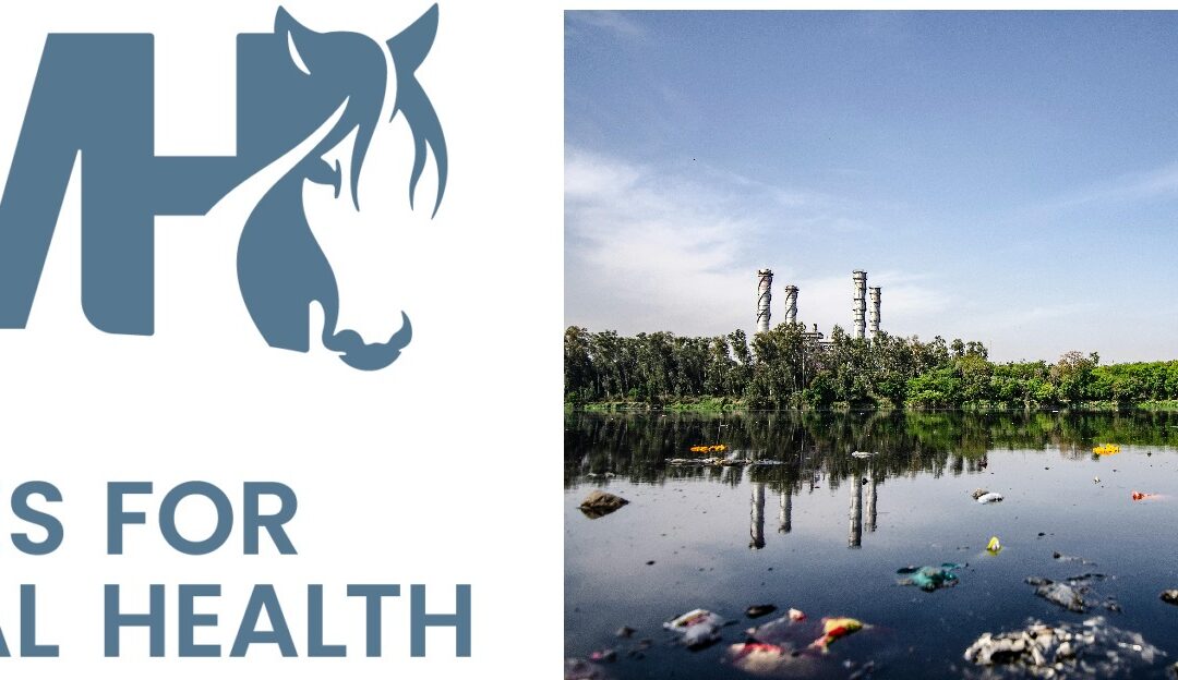 Horses for Mental Health + Toxic Exposures: The Fifth Pillar of Lifestyle Medicine